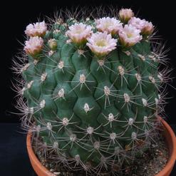 Gymnocalycium tilcarense