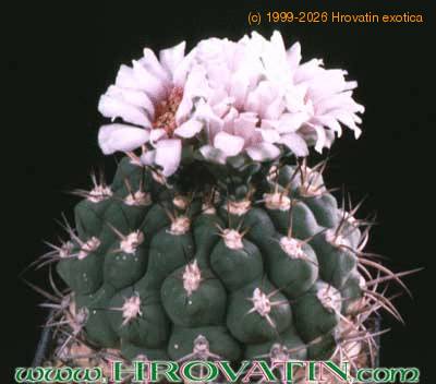 Gymnocalycium weissianum 166