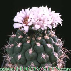 Gymnocalycium weissianum