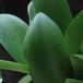 Haemanthus albiflos 1