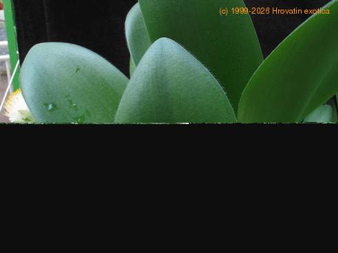 Haemanthus albiflos 1