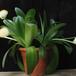 Haemanthus albiflos 2