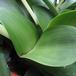 Haemanthus albiflos