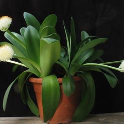 Haemanthus albiflos