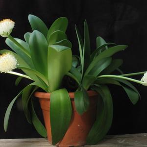 Haemanthus albiflos