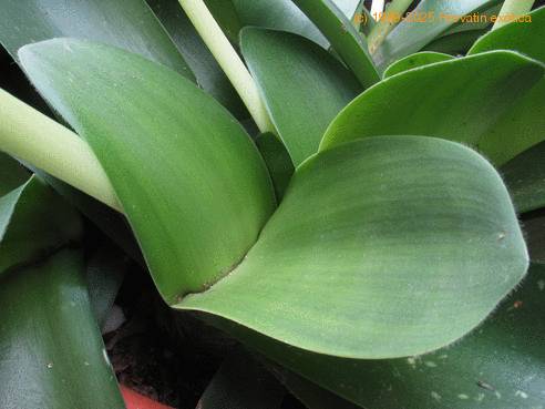 Haemanthus albiflos