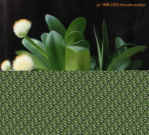 Haemanthus albiflos SIb