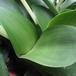 Haemanthus albiflos SIl