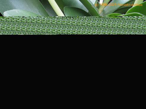 Haemanthus albiflos SIl