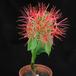 Haemanthus multiflorus SIb