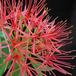 Haemanthus multiflorus SIf