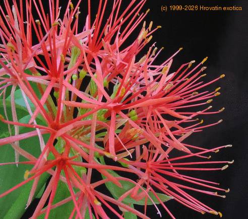 Haemanthus multiflorus SIf