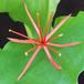 Haemanthus multiflorus SIf1