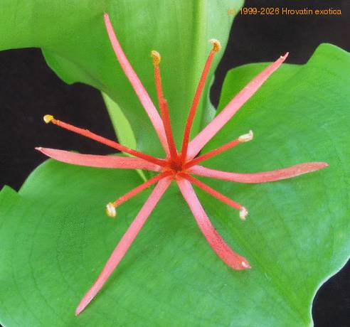 Haemanthus multiflorus SIf1