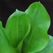 Haemanthus multiflorus SIl