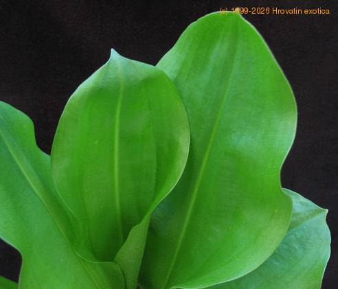 Haemanthus multiflorus SIl
