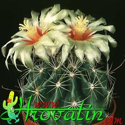 Hamatocactus setispinus