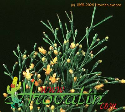 Hatiora salicornioides add1 247