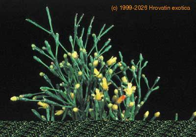 Hatiora salicornioides flower 1054