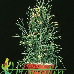 Hatiora salicornioides