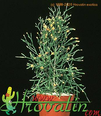 Hatiora salicornioides thorn 246