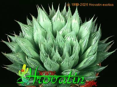 Haworthia cooperi 1143