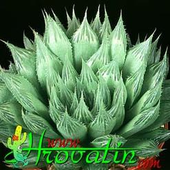 Haworthia cooperi