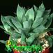 Haworthia cymbiformis 1141