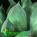 Haworthia cymbiformis leaf 1142