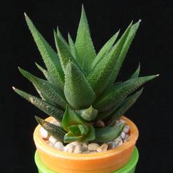 Haworthia glauca