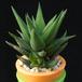 Haworthia glauca MOP