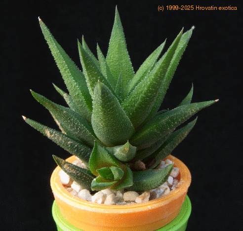 Haworthia glauca MOP