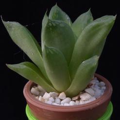Haworthia incurvula