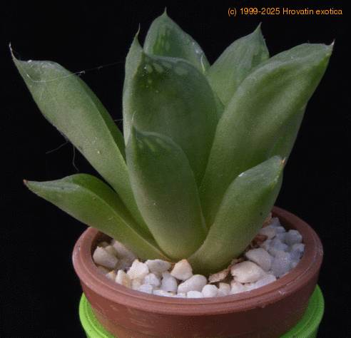 Haworthia incurvula MOP