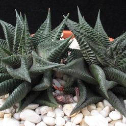 Haworthia limifolia