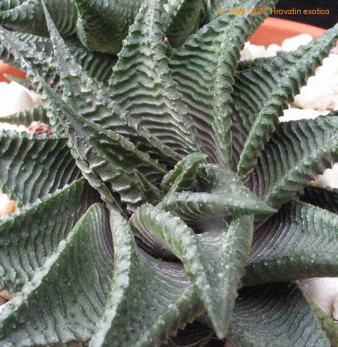 Haworthia limifolia major 2