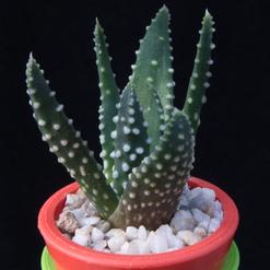 Haworthia maxima
