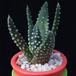 Haworthia maxima MOP