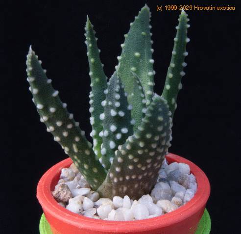 Haworthia maxima MOP