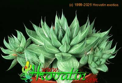 Haworthia retusa 1139