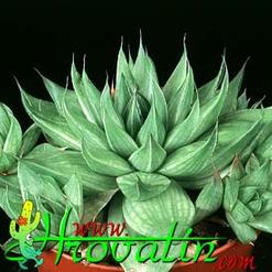 Haworthia retusa