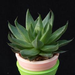 Haworthia zantneriana