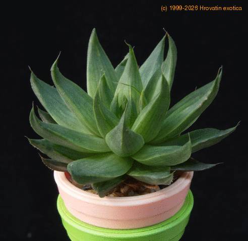 Haworthia zantneriana MOP