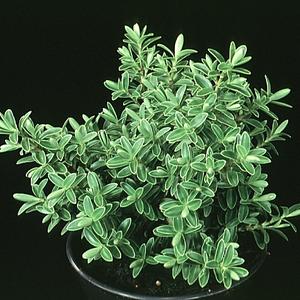 Hebe buxifolia