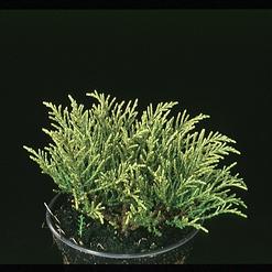 Hebe ochracea