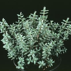 Hebe pinguifolia
