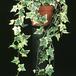 Hedera -Golden colibri- 1876