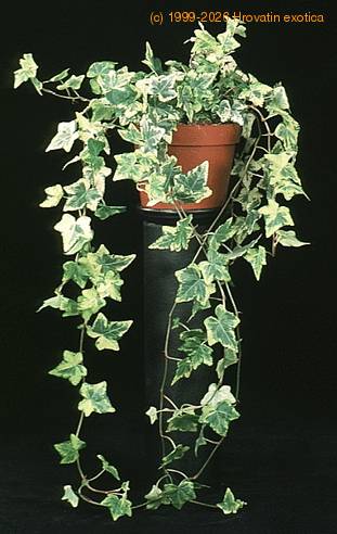 Hedera -Golden colibri- 1876