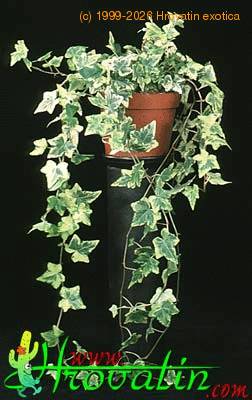 Hedera helix 'golden colibri' 1876