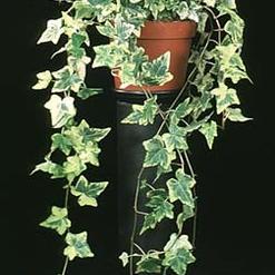 Hedera helix